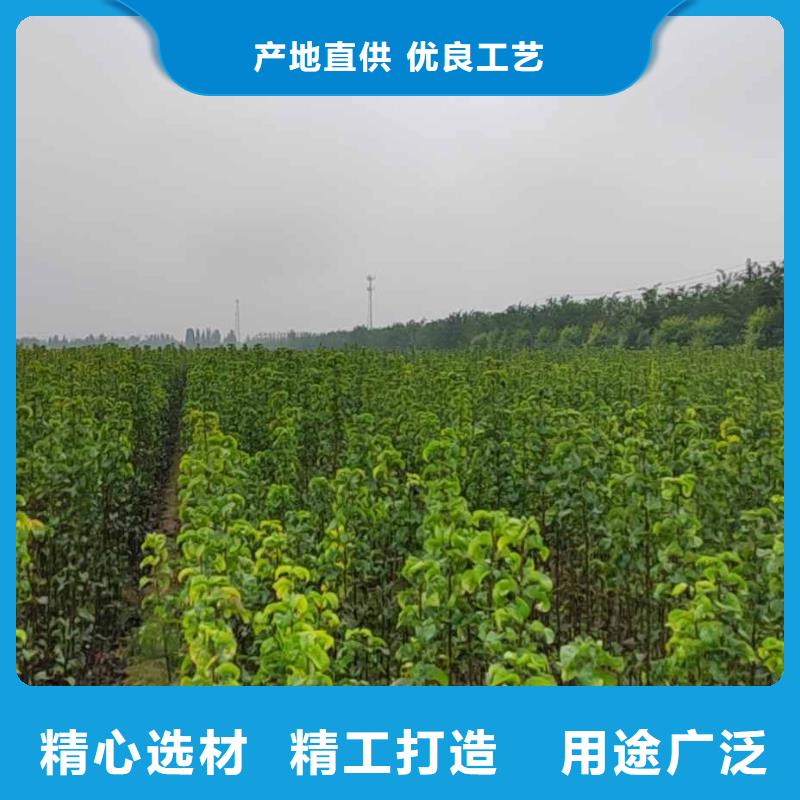 【梨奥红全红梨树苗源头厂商】