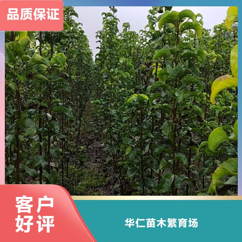 梨,奥红一号梨苗产品参数