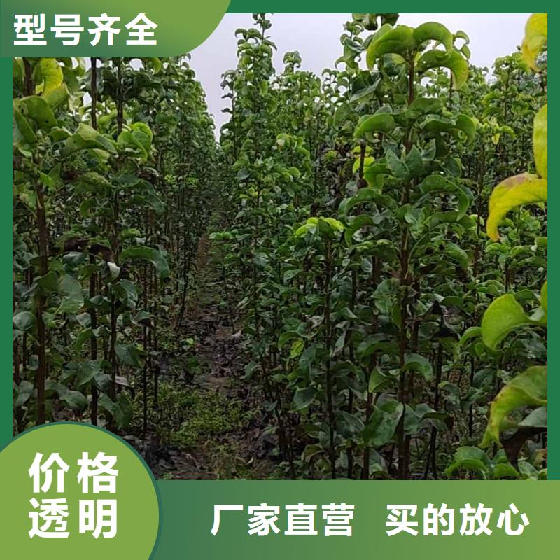 梨梨树苗基地厂家货源