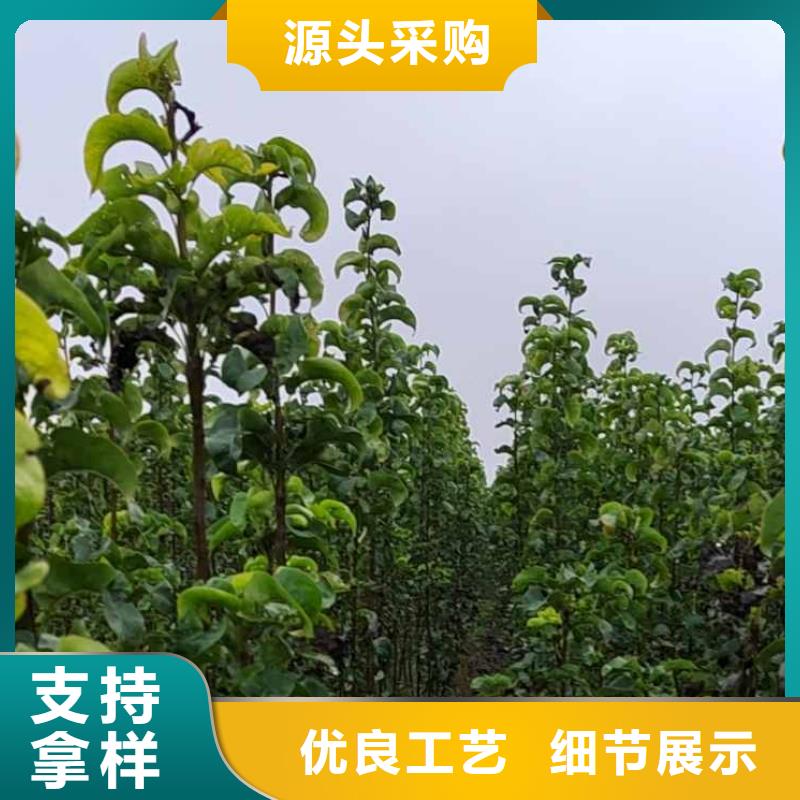 秋月梨树苗求购