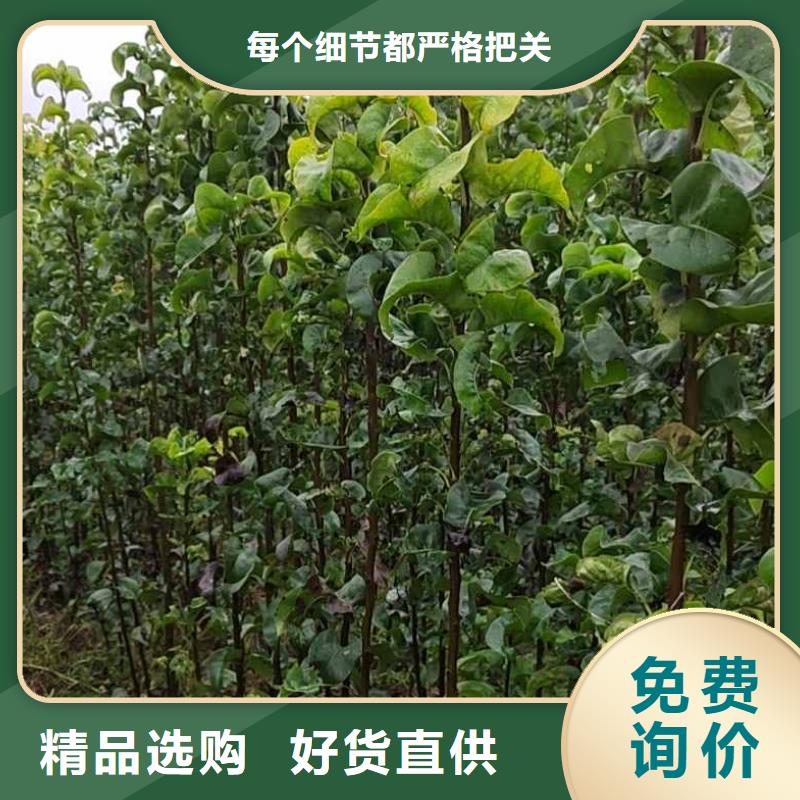 梨梨树苗基地实力雄厚品质保障