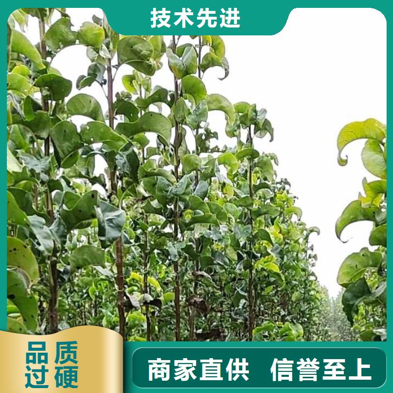 梨奥红一号梨苗专注细节专注品质