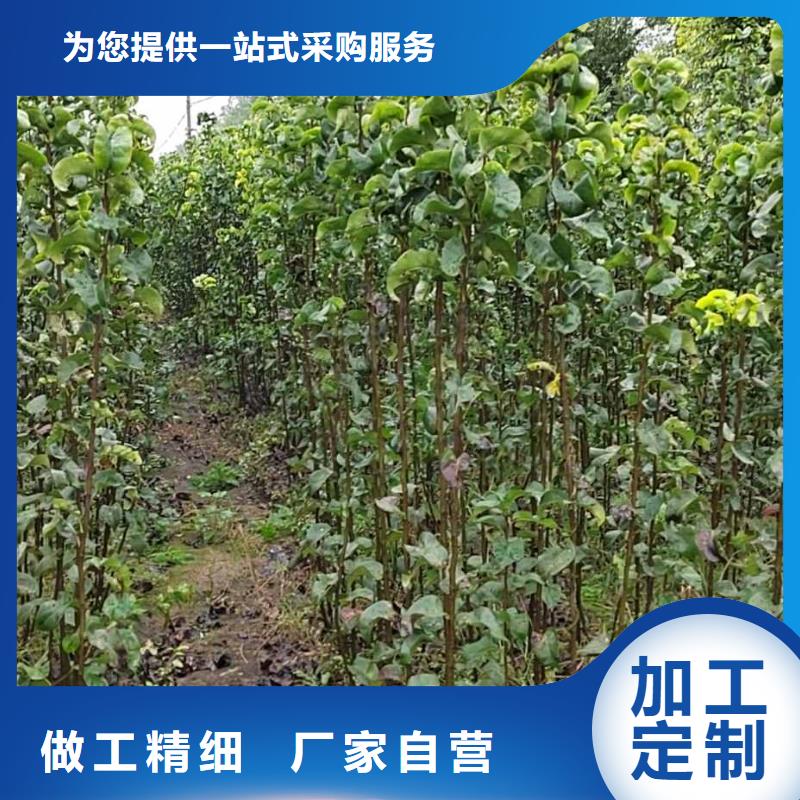 秋月梨苗种植技术