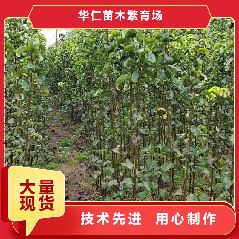 秋月梨苗品种大全