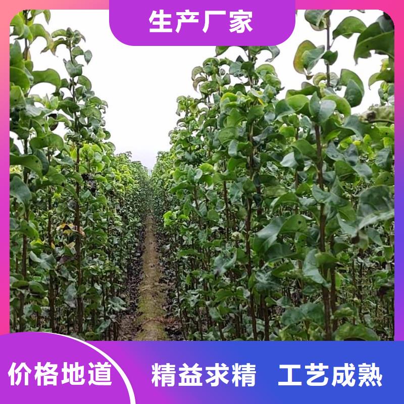 秋月梨树苗图片