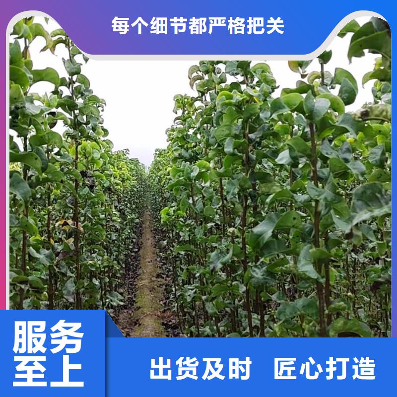 梨_奥红一号梨苗厂家销售