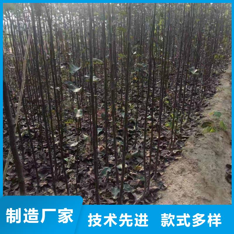 梨毛桃苗一对一为您服务