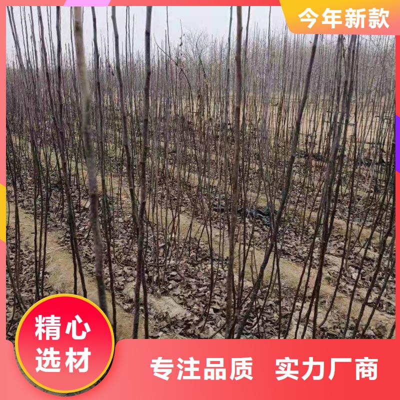 梨山桃苗厂家自营