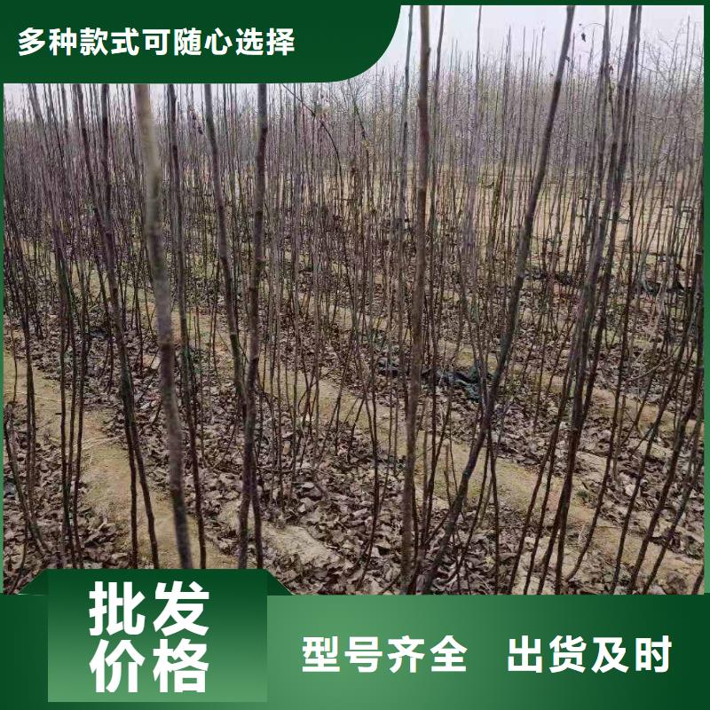 梨杜梨苗诚信厂家
