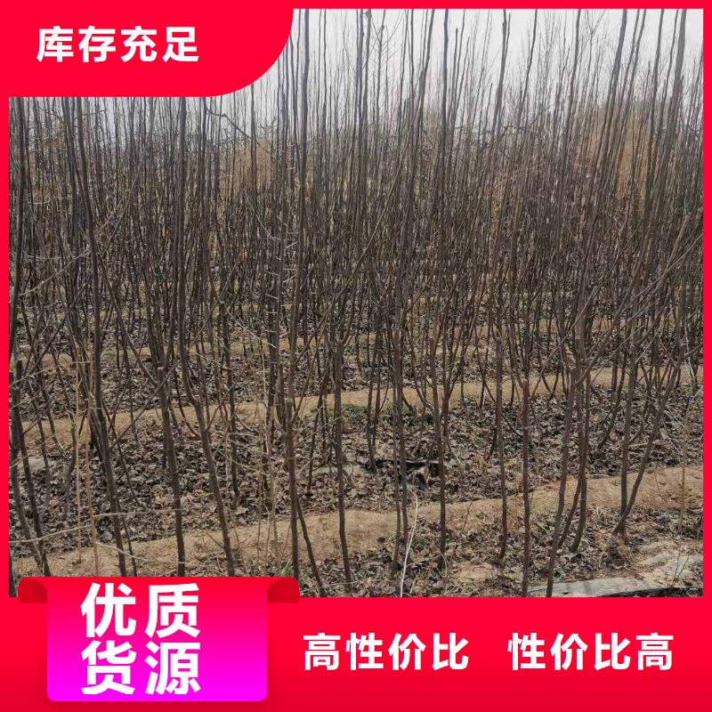 梨毛桃苗质量层层把关