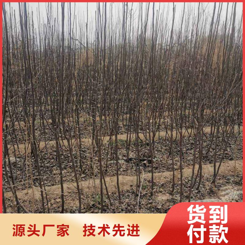 秋月梨种植苗种植时间