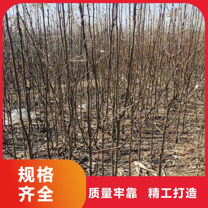 秋月梨苗怎样购买