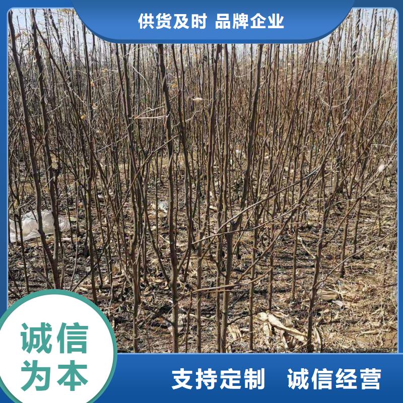 梨,奥红一号梨苗产品参数