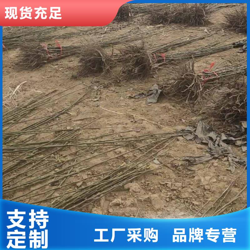 梨皇冠梨树苗服务至上