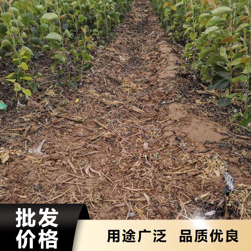 秋月梨树苗哪里的便宜