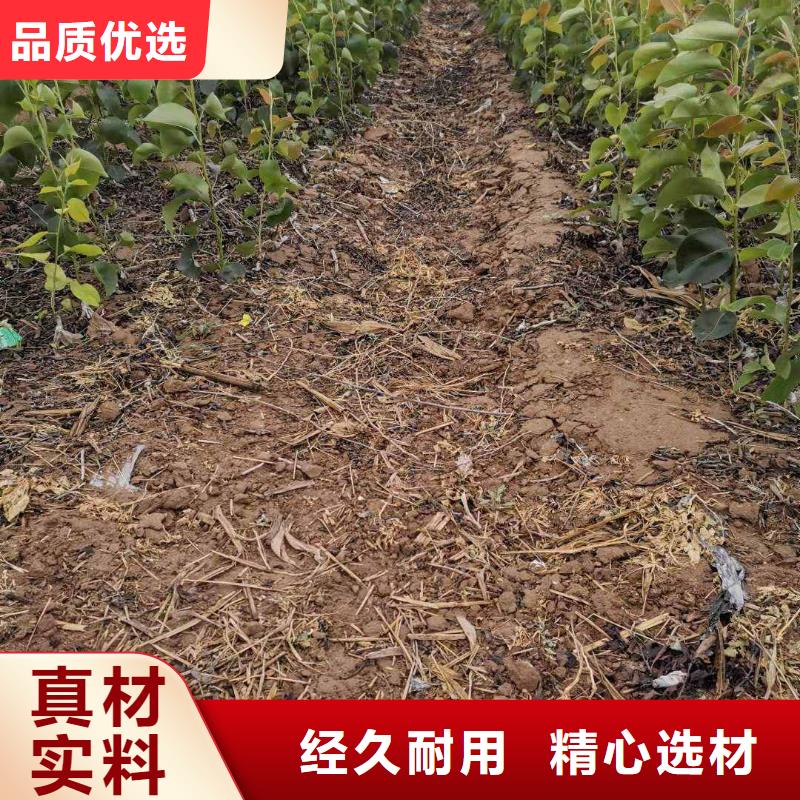 【梨】_玉露香梨树苗物流配送