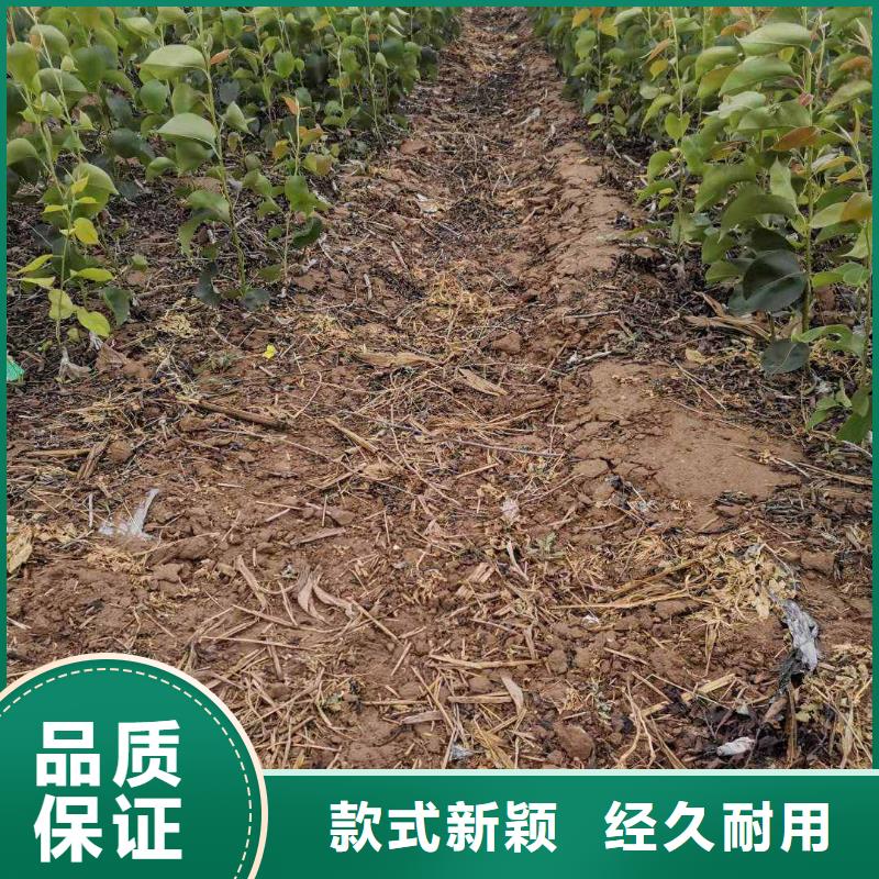 梨毛桃苗质量层层把关