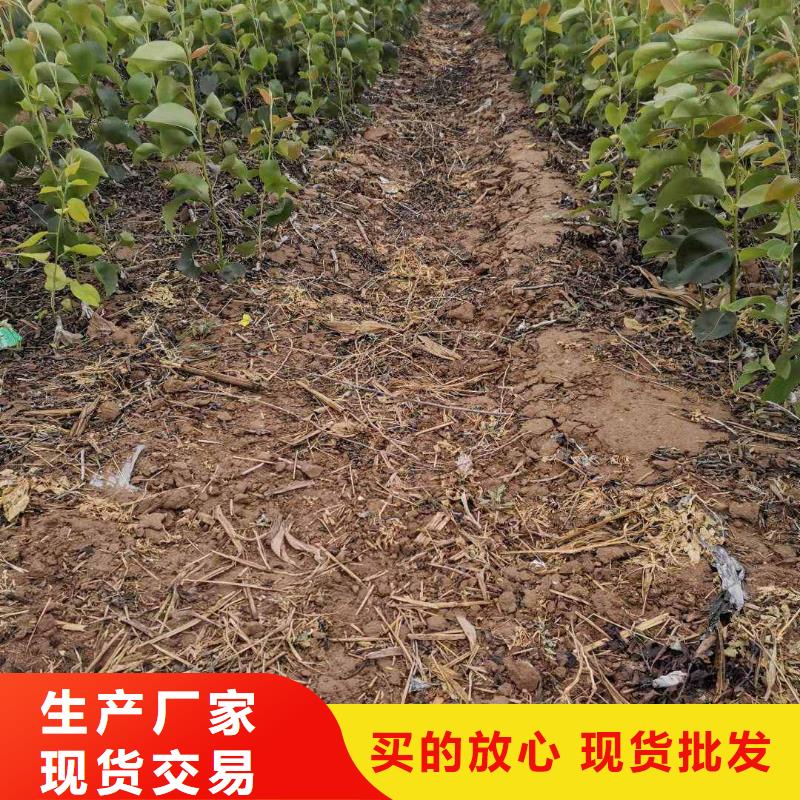 梨新梨7号梨树苗多种工艺