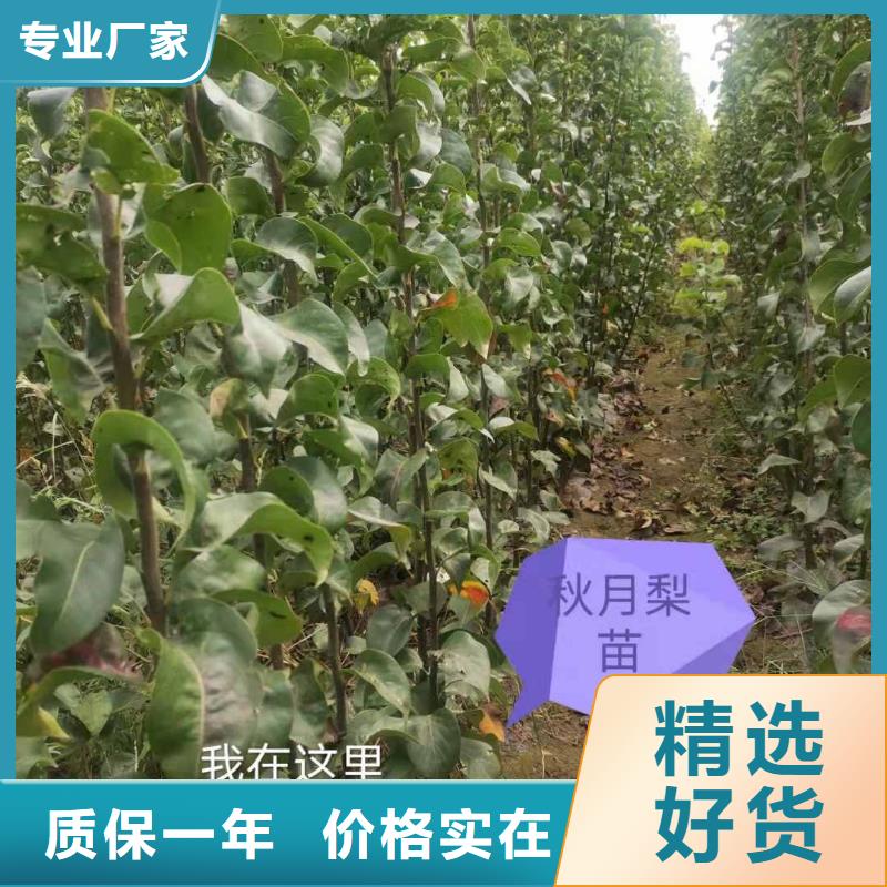 梨梨树苗基地商家