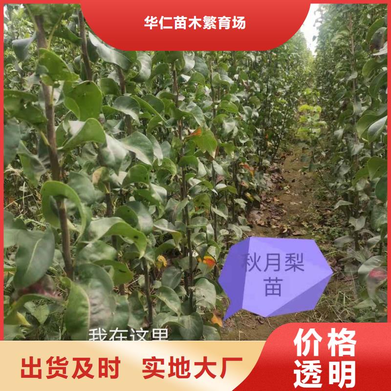 秋月梨树苗品种