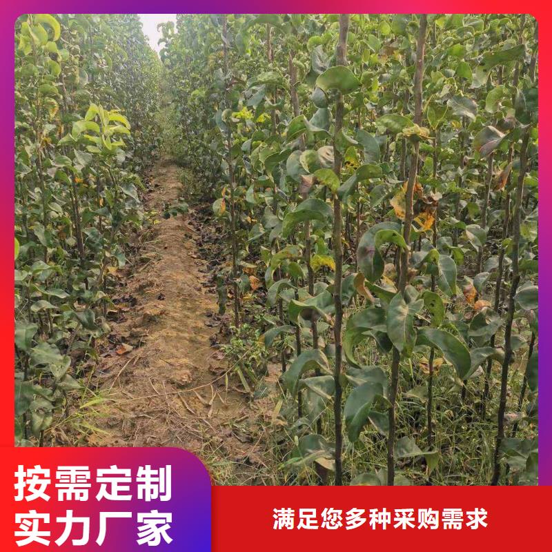 梨红香酥梨树苗精选货源