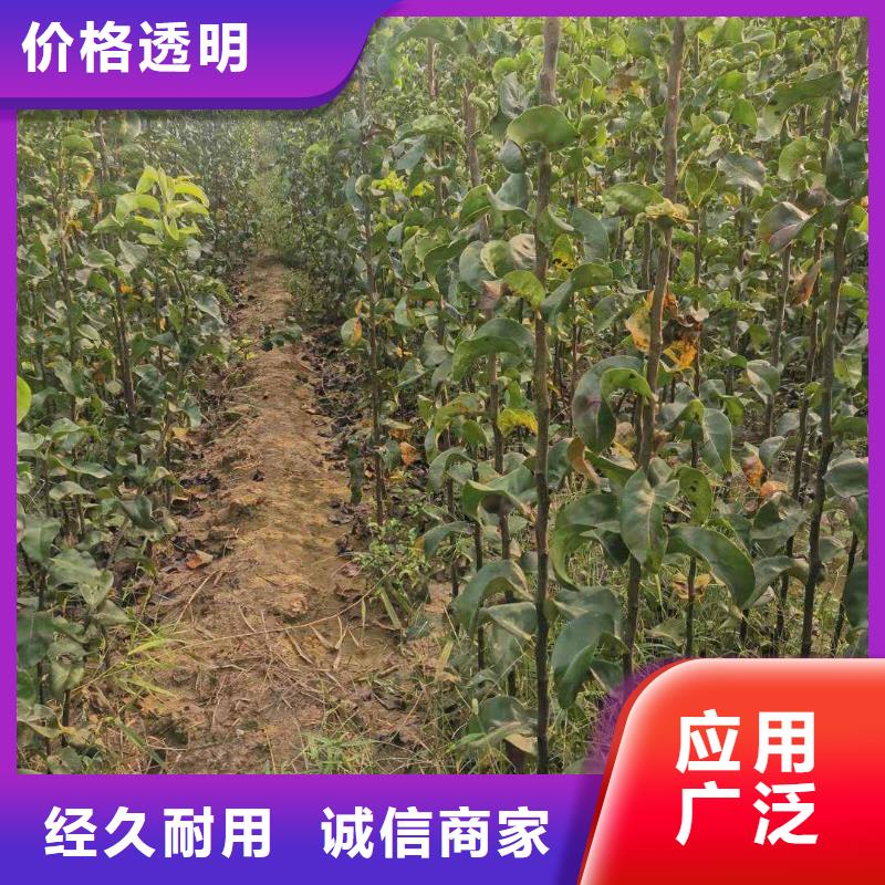 梨新梨7号梨树苗多种工艺