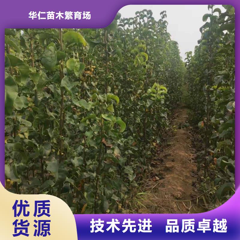 梨,瑞蟠101桃树苗严格把关质量放心