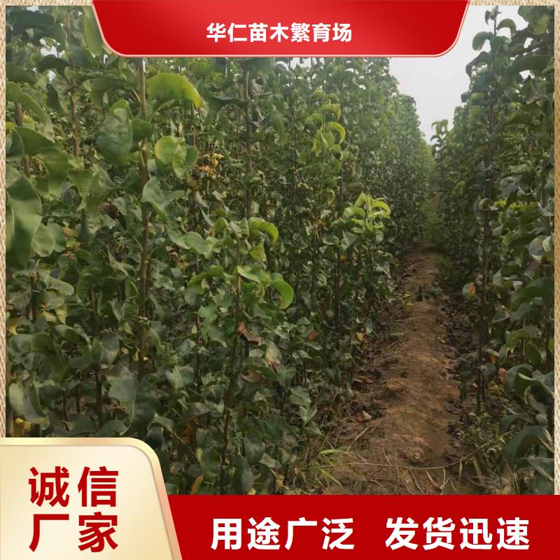 梨新梨7号梨树苗实力派厂家