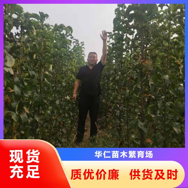 秋月梨树苗图片