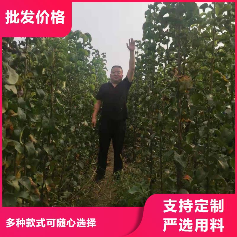 秋月梨苗苗木基地
