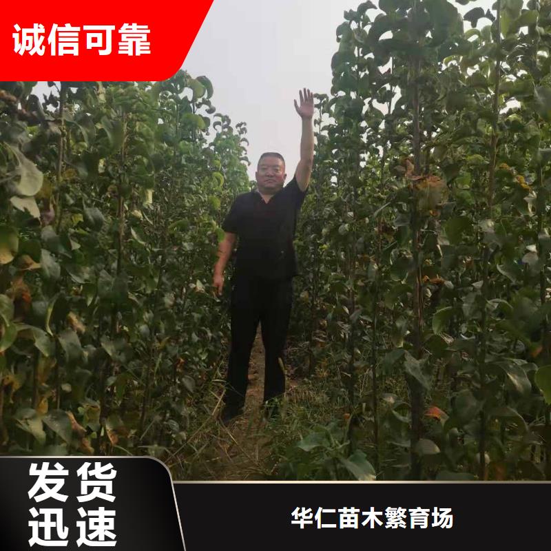 梨-香酥梨树苗常年供应