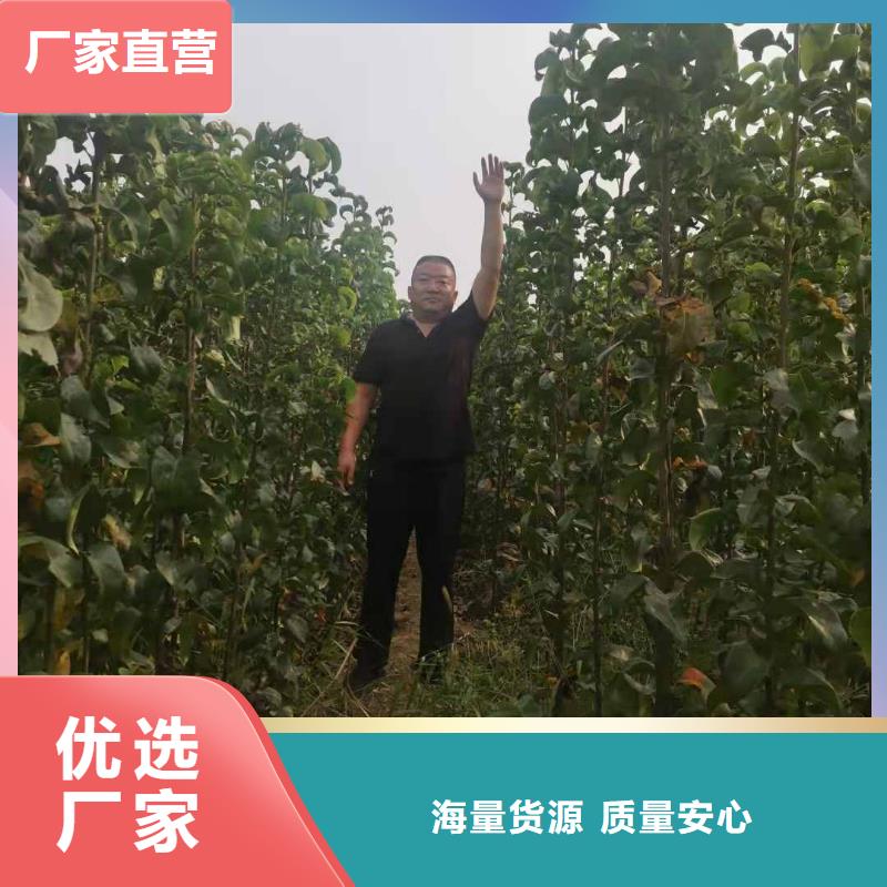梨新梨7号梨树苗实力派厂家