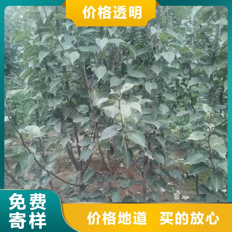 梨桃树苗厂家直销规格多样