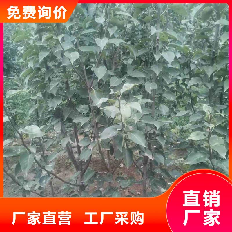梨杜梨苗诚信厂家