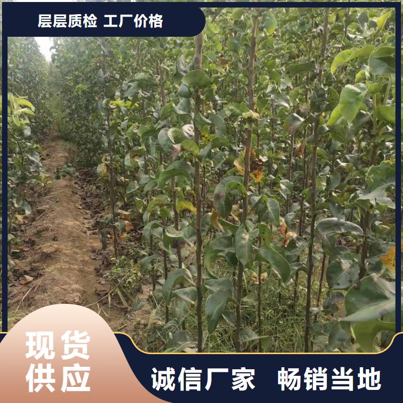 梨新梨7号梨树苗实力派厂家