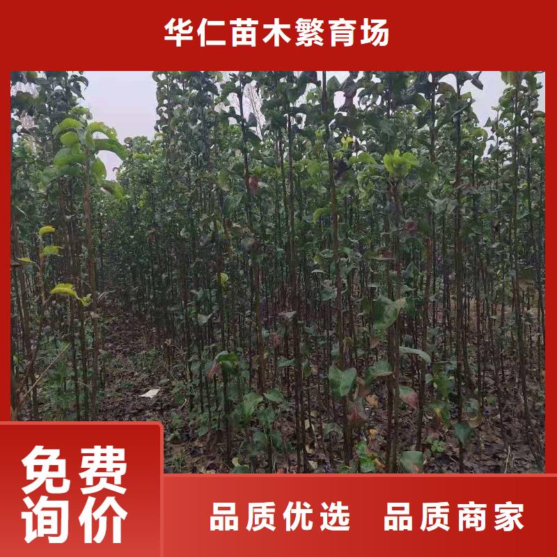 秋月梨苗零售批发