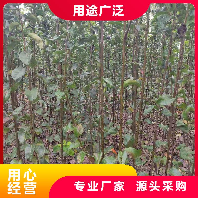 梨梨树苗基地商家