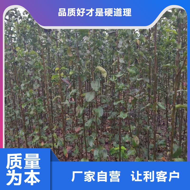 秋月梨树苗哪里有卖的