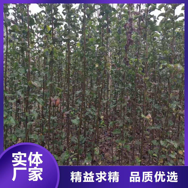 梨梨树苗基地商家