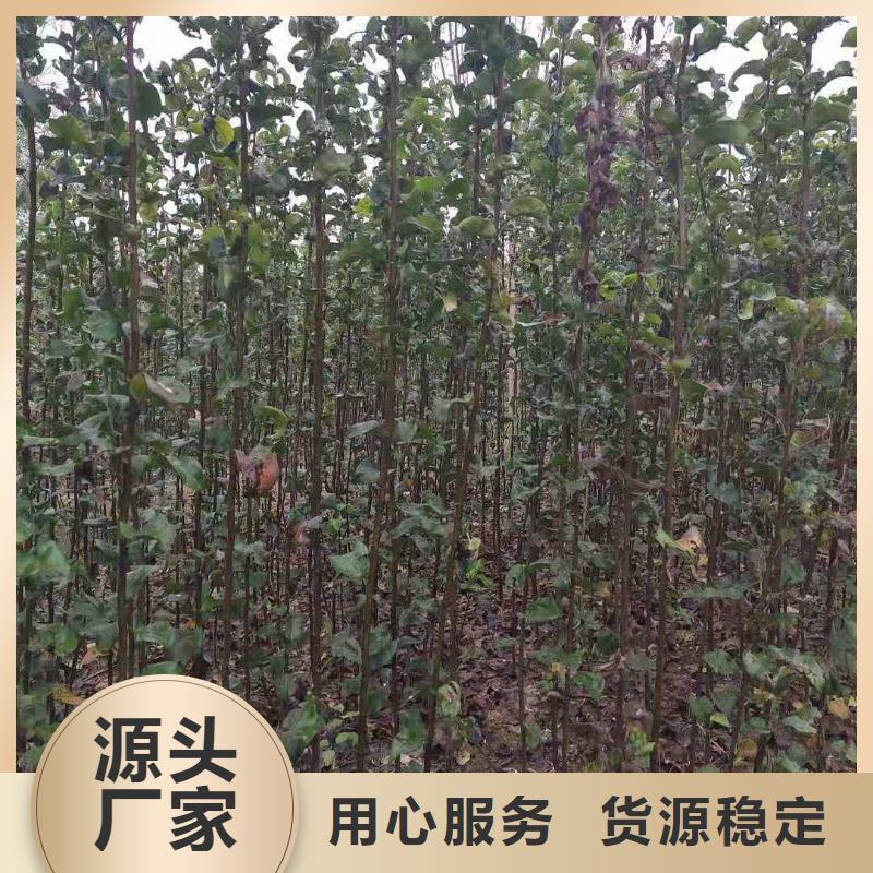 梨梨树苗基地优选货源