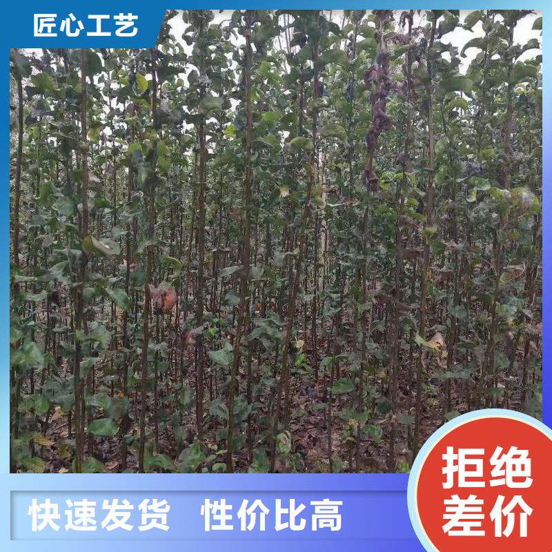 梨新梨7号梨树苗实力派厂家
