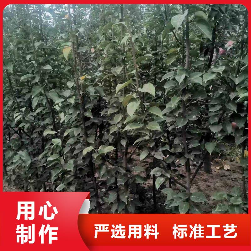 梨红香酥梨树苗好品质用的放心