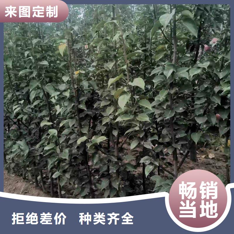 梨新梨7号梨树苗多种工艺