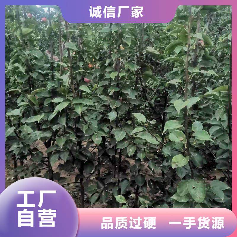 秋月梨树苗图片