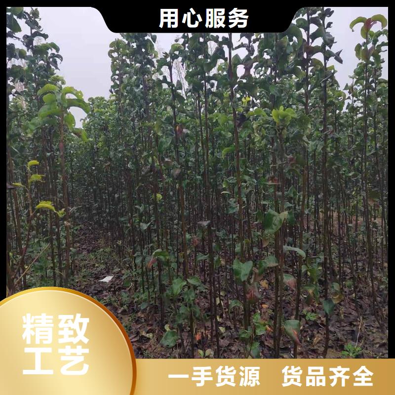 梨-奥红全红梨树苗用品质说话