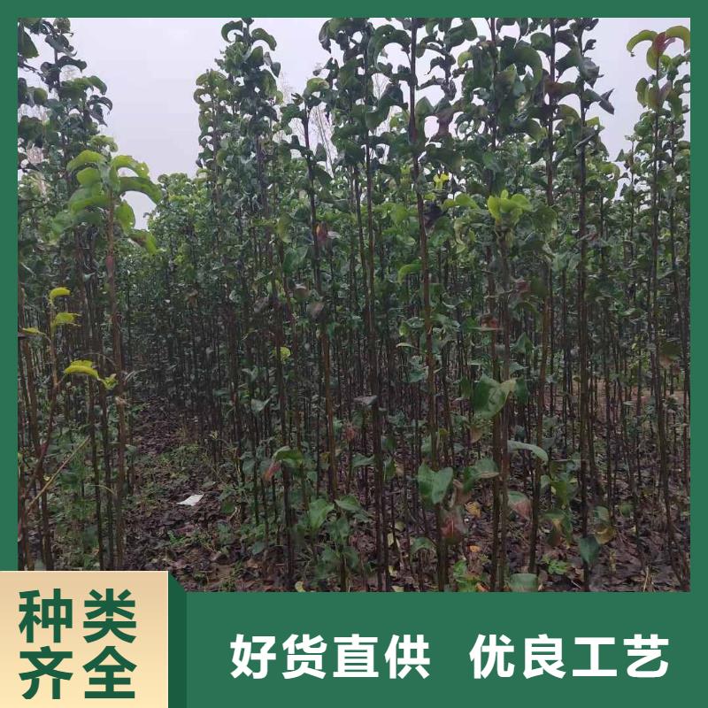 梨-香酥梨树苗常年供应