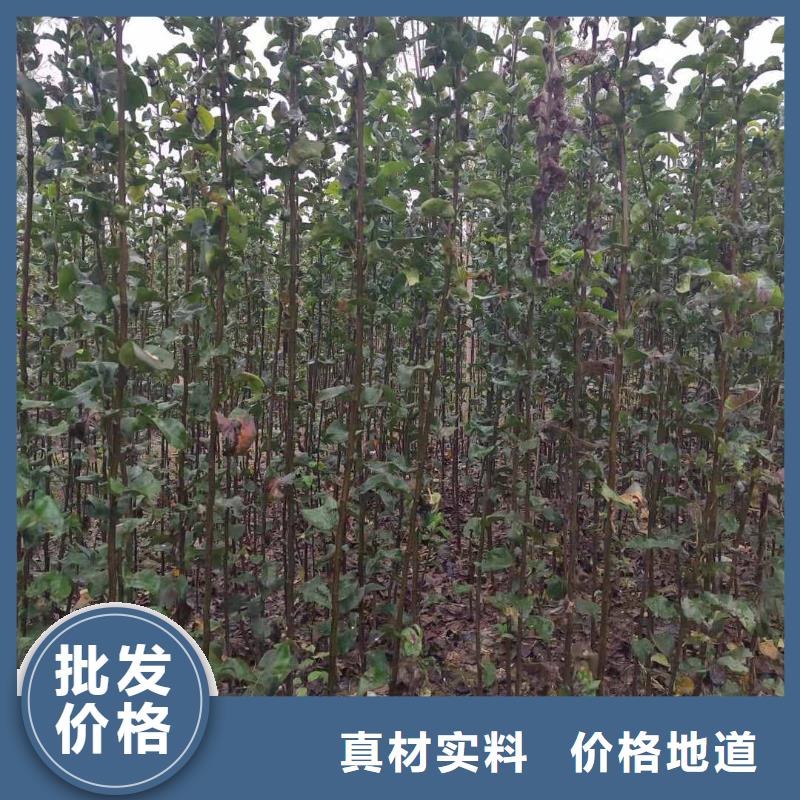 梨,奥红一号梨苗产品参数
