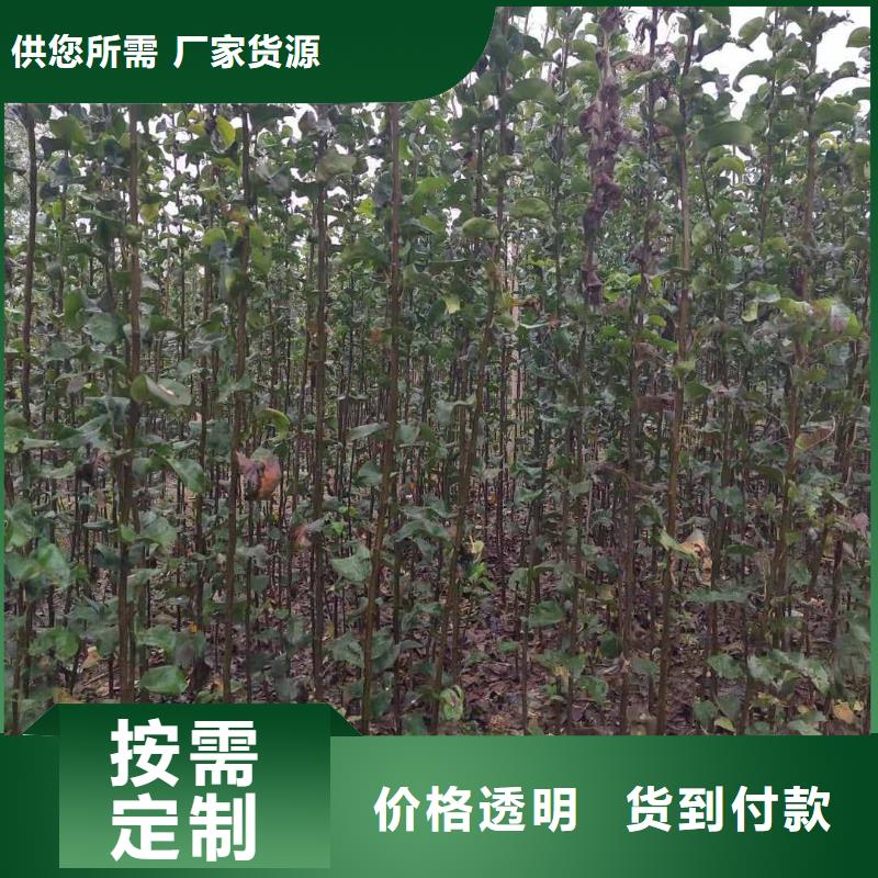 秋月梨树苗原产地