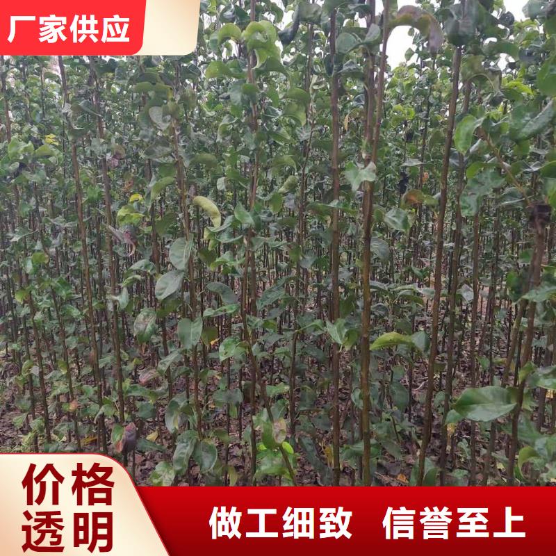 秋月梨苗一亩地种植利润