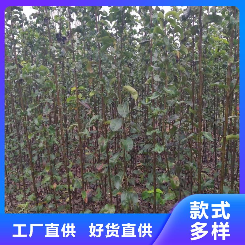 梨毛桃苗高品质诚信厂家